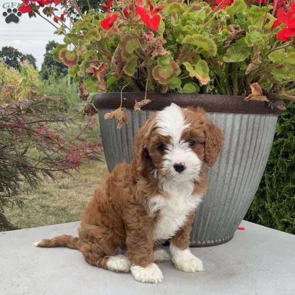 Sadie, Cavapoo Puppy